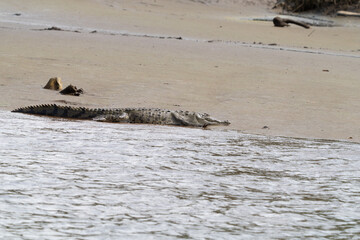 American Crocodile sunning on the banks of Costa Rica