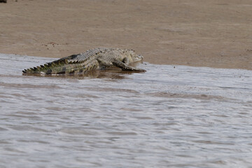 American Crocodile sunning on the banks of Costa Rica
