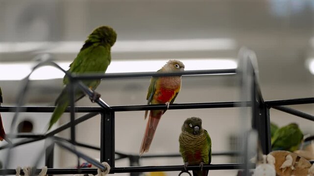 Several conures perch quietly on a metal structure under artificial lighting inside a bird cafe in Japan, where captive parrots are displayed as attractions, raising animal welfare concerns.