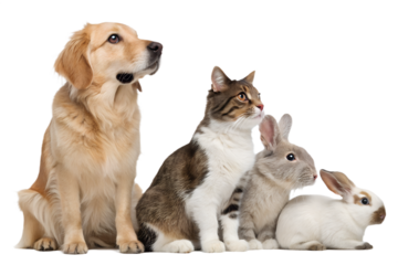 High-quality realistic group of domestic animals sitting together in a calm and friendly pose. Dogs, cats, birds and small pets are arranged side by side, looking directly at the camera. The image is 