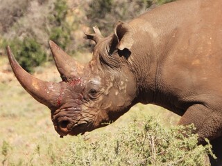 The losing rhino was wounded