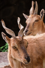 Fototapeta premium Ibex Portrait with Curved Horns in Natural Light