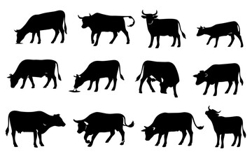 Collection of black cow and bull silhouettes in different poses, grazing, walking and standing. Farm cattle livestock set for rural, dairy and ranch themes.