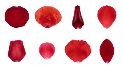 Red flower petal set including rose and poppy petals in various shapes and sizes isolated. Floral design elements for wedding and romance.