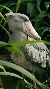 Shoebill stork side portrait in lush tropical foliage with soft natural light and detailed feathers