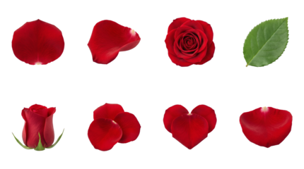 Red rose set including blooming flower head, bud, green leaf, and falling petals isolated. Romantic floral collection for wedding and valentines day decor.