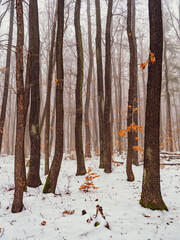 winter forest landscape