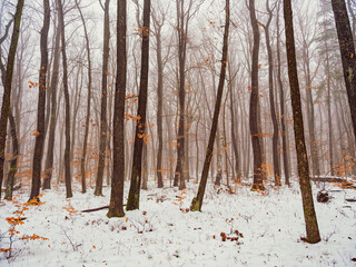 winter forest landscape