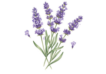 Obraz premium Watercolor lavender flowers isolated on transparent background