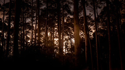 Obraz premium Mysterious silhouette of forest trees at night with glowing golden light background