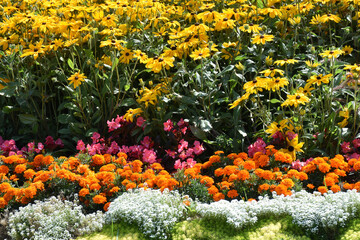 Flowers in the park, Qu&eacute;bec, Canada