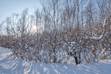 Frosty day by the river in the park.