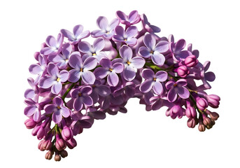 Purple lilac flowers isolated on transparent background