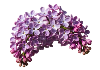 Purple lilac flowers isolated on transparent background