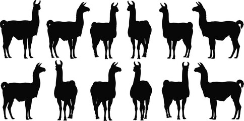 Llama silhouettes collection, alpaca standing poses, farm animal figures, black livestock illustration set isolated © Monteza