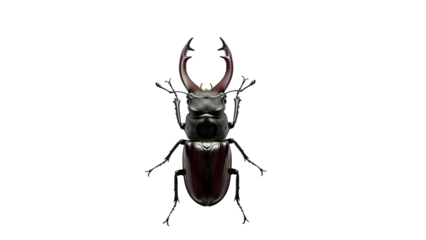 Powerful male stag beetle displaying its prominent dark mandibles and segmented body, suitable for natural history exhibits and biological research.