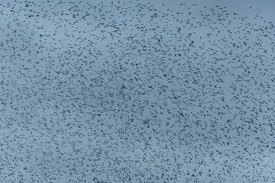 Starling Murmuration Over the Vale of Glamorgan Countryside at Dusk
