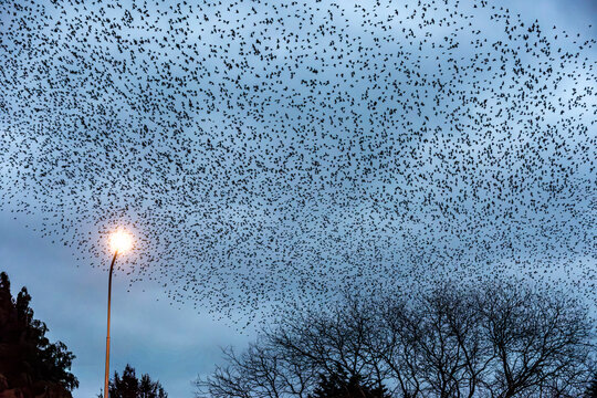 Starling Murmuration Over the Vale of Glamorgan Countryside at Dusk

