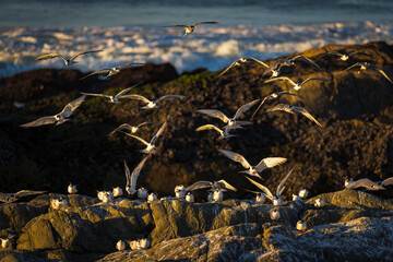 Common tern (Sterna hirundo) colony roosting on coastal rocks at Yzerfontein, West Coast, Western Cape, South Africa. Vibrant birdlife scene for editorial, nature, birding, travel, and ocean themes.