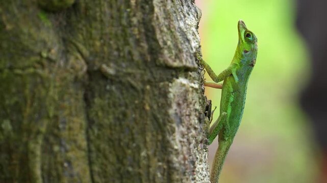 Close-up on Grenadian Tree Anole  Anolis richardii on tree in Grenada