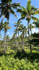 Naklejka premium There are many palm trees in the jungles of India.