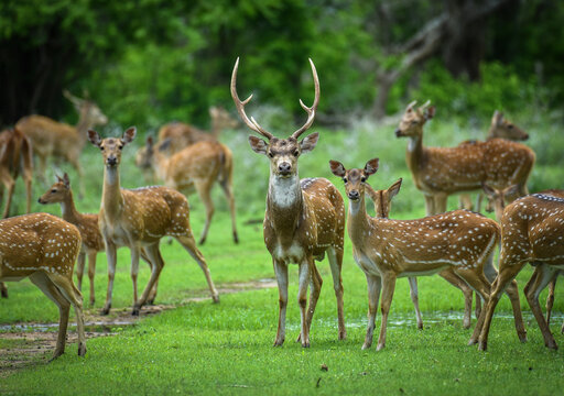 A herd of stunned wild Sri Lankan spotted deer (Axis axis ceylonensis) standing in a lush green meadow in Kumana National Park, with a majestic stag looking directly at the camera - Powered by Adobe