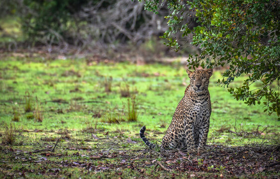 A beautiful Sri Lankan leopard (Panthera pardus kotiya) sitting majestically under the shade of a tree in the green grasslands of Wilpattu National Park