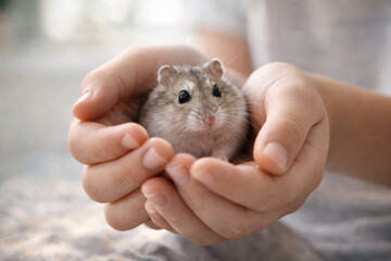 Adorable hamster held gently in hands of pet owner