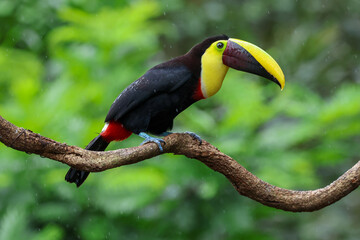 Chestnut Mandibled Toucan Perched on Twisting Branch