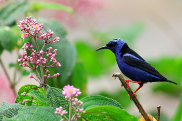 Obraz premium Red-legged Honeycreeper perched on branch with pink flowers 