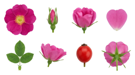 Pink dog rose set including blooming flower, closed bud, petal, green leaves, and red hip fruit isolated. Wild rose botanical collection.