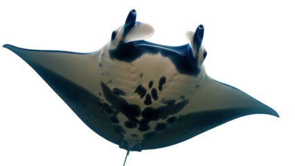 Isolated Oceanic Manta Ray Swims Gracefully, Spotted Pattern on Body, Underwater Wildlife
