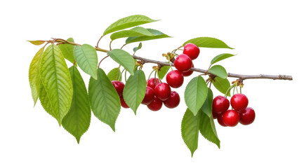 Isolated fresh red cherries on a branch with bright green leaves against a simple backdrop © Isolde