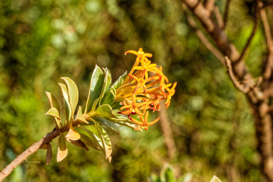 Orange flowers on the firebush (Brandbossie), also known as Gnidia anthylloides, in the Elandsberg Mountains near Patensie in the Eastern Cape, South Africa
