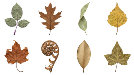 Dried autumn leaf set including oak, maple, fern, and birch foliage isolated. Botanical nature collection for fall season design.
