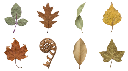 Dried autumn leaf set including oak, maple, fern, and birch foliage isolated. Botanical nature collection for fall season design.