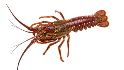 Isolated spiny lobster, also called crayfish, langouste, or rock lobster on a light background