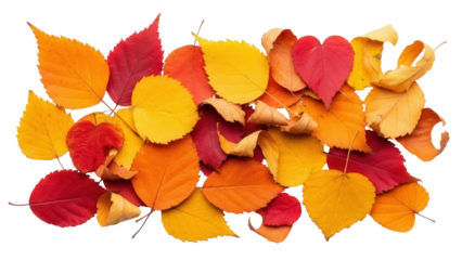 Isolated Bright Autumn Leaves Assortment, Fall Foliage in Vivid Red Yellow Orange Colors