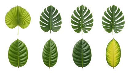 Isolated exotic leaves assortment a selection of green leaves, tropical foliage collection © Isolde