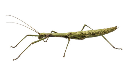 Isolated stick insect in side view showing long antennas, insect, camouflage, green color