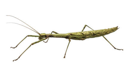 Isolated stick insect in side view showing long antennas, insect, camouflage, green color