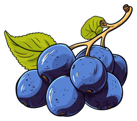 Obraz premium PNG Blueberry grapes fruit plant.