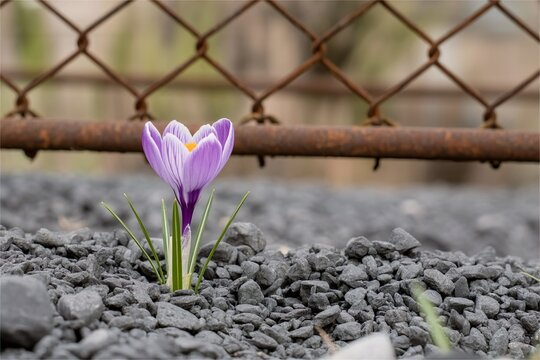 tulip flower sprout grow from rock and stone soil. Nature resilience