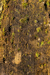 Weathered brick surface with moss and lichen showing decay and ecological growth, raking sunlight