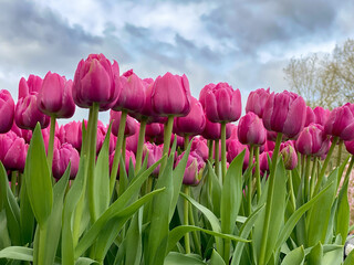 Blooming pink tulips under cloudy sky with trees in background. Low angle view.