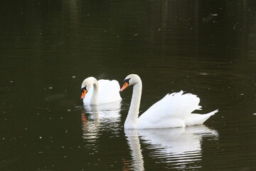 Fototapeta premium schwan