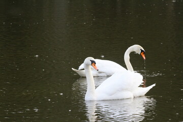 Obraz premium schwan
