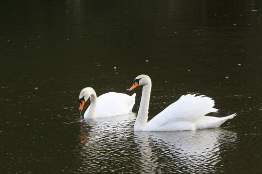schwan