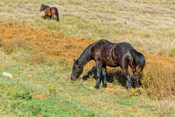 Beautiful black horse grazing grass in a field near Patensie in the Eastern Cape, South Africa