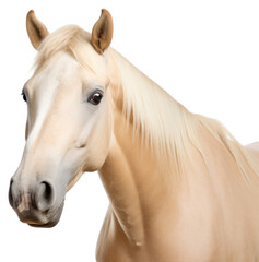 Obraz premium PNG Stallion animal mammal horse.